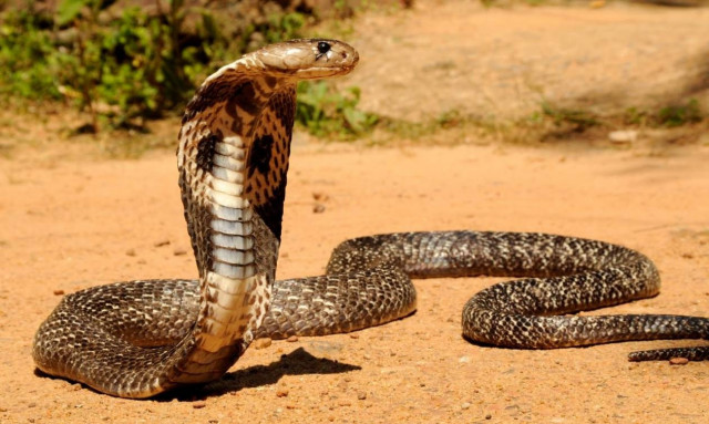 ΗΠΑ: 18χρονος αυτοκτόνησε στο αυτοκίνητο του με… κόμπρα!