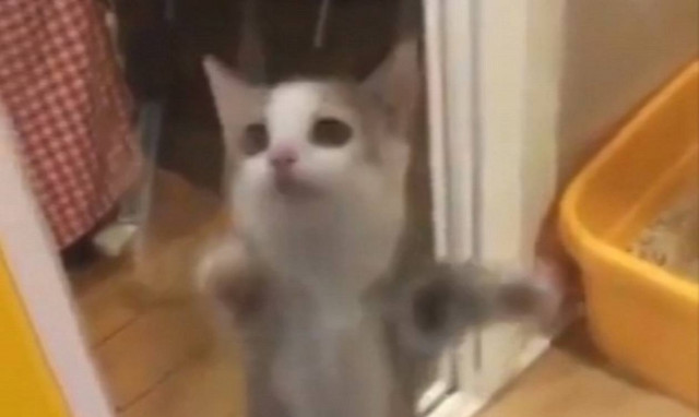 Η απίστευτη χαρά ενός γατιού που έχει συνεπάρει το internet (video)