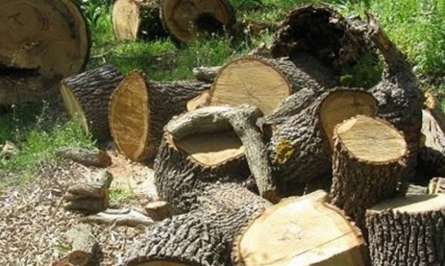 Λαθροϋλοτόμοι έτοιμοι για «όλα» στη Θράκη!