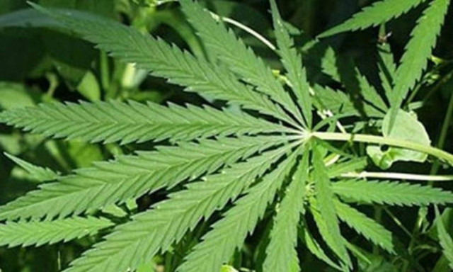 Ρέθυμνο: Αστυνομική επιχείρηση και συλλήψεις για ναρκωτικά