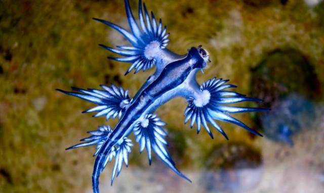 Πανικός στην Αυστραλία: Εμφανίστηκε επικίνδυνος μπλε... δράκος σε παραλία! (videos)