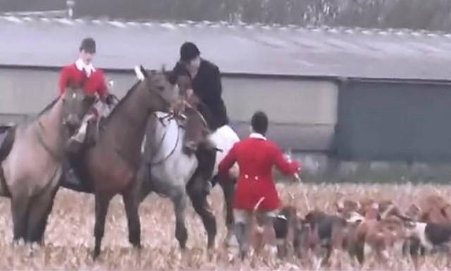 «Αρρωστημένο» κυνήγι στη Βρετανία: Δεκάδες σκυλιά κατασπάραξαν αλεπού (video)