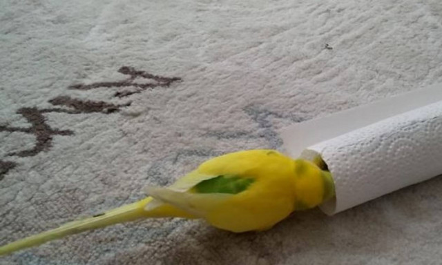 Συγκινητικό βίντεο: Παπαγαλάκι αρνείται να αποχωριστεί το νεκρό φίλο του