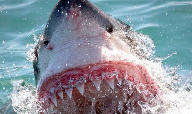Υπάρχει φαφούτης καρχαρίας; Υπάρχει! (photos)