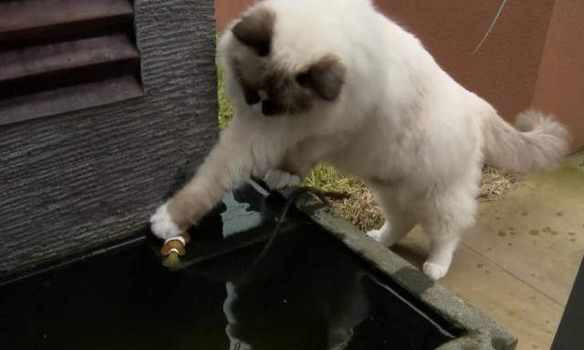 Ηρωική γάτα σώζει… ψάρι από βέβαιο θάνατο! (video)