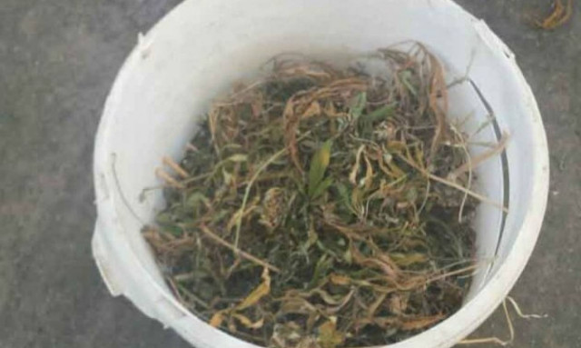 Ημαθία: Εντοπίστηκαν σε θερμοκήπιο 38 κιλά κάνναβης (pics)