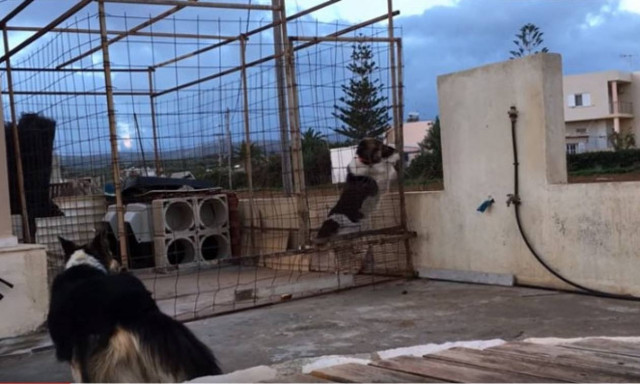 Απίστευτο βίντεο: Σκύλος χρησιμοποιεί τεχνικές… αναρρίχησης για να συναντήσει την αγαπημένη του!