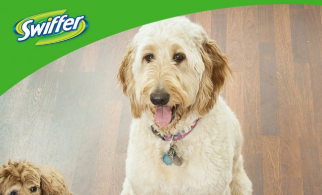 Αγαπάτε το κατοικίδιό σας, αλλά σίγουρα όχι και τις τρίχες που αφήνει - Το Swiffer σας δίνει τη λύση