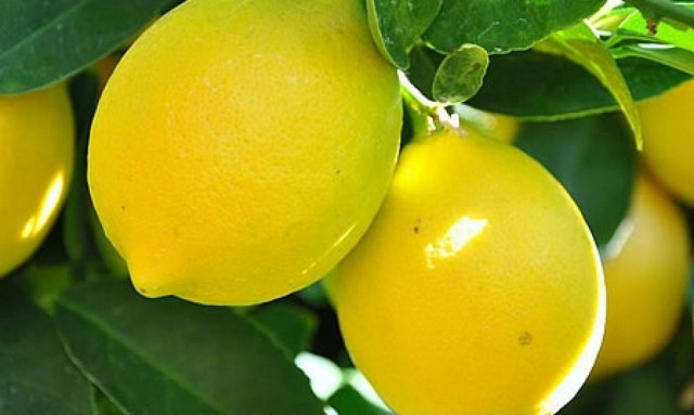 Χίος: Το… υπέρβαρο λεμόνι ενός κιλού που «γονάτισε» το διαδίκτυο (pic)