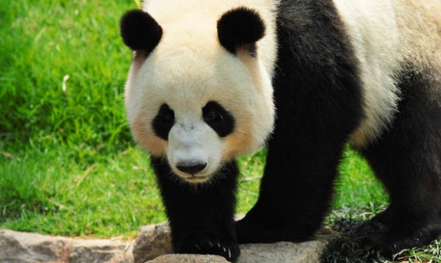 Ποια είναι τα πιο... παιχνιδιάρικα ζώα στο χιόνι; (video)