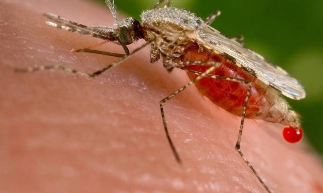 Φράχτη στα... κουνούπια υψώνει η Ελλάδα