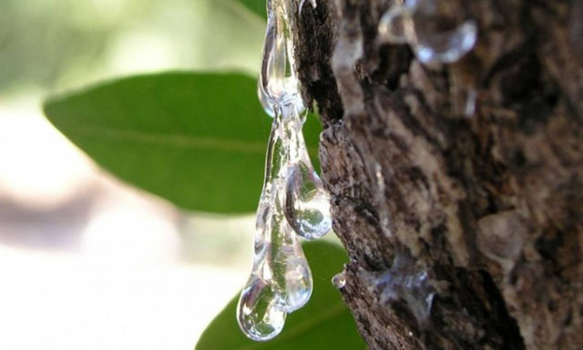 Μαστίχα: Ενα μοναδικό ελληνικό προϊόν που ταξιδεύει στις πέντε ηπείρους