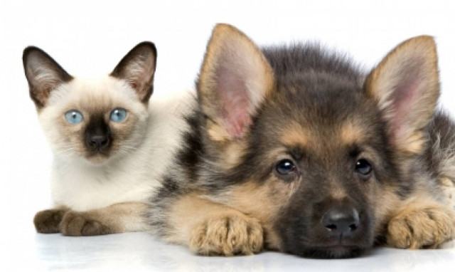 Ποιος έχει καλύτερη όσφρηση; Η γάτα ή ο σκύλος;