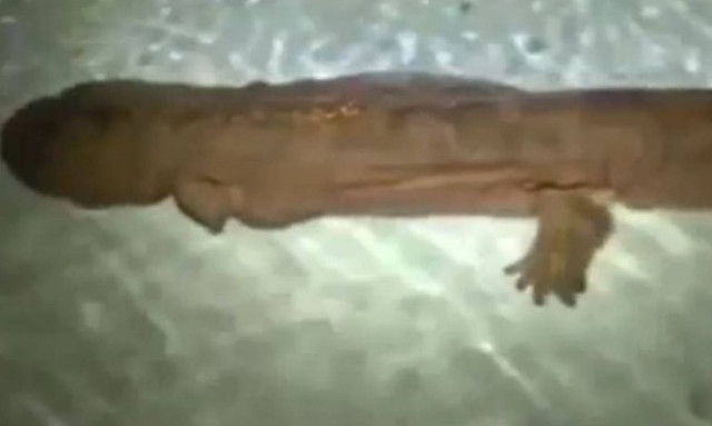 Είναι αυτός ο «γίγαντας» 200 ετών το αρχαιότερο πλάσμα στη Γη; (videos)