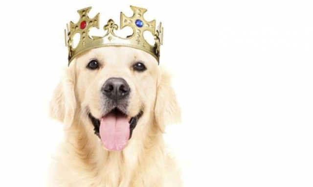 Ταϊλανδός αντιμετωπίζει ποινή 37 ετών για ασέβεια προς τον βασιλικό σκύλο (Vid)