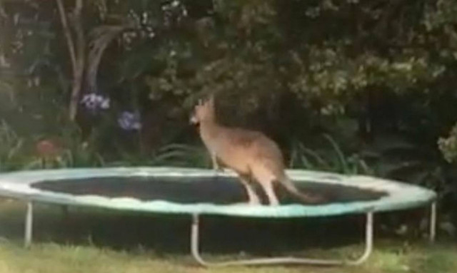 Τι συμβαίνει όταν ένα καγκουρό πηδά σε τραμπολίνο; (video)