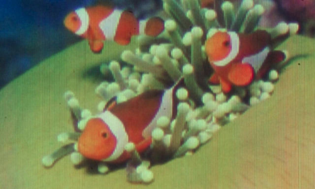 Αυτή είναι η μικρότερη φωτογραφία που εκτυπώθηκε ποτέ!