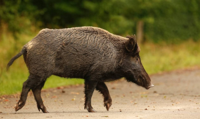 Σουηδία: Κτηνοτρόφος έδωσε χάρη σε… αγριογούρουνο που θα γινόταν μπέικον!