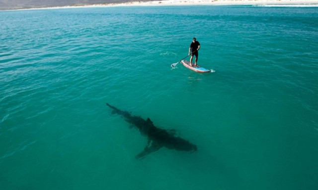 Αυστραλία: Καρχαρίας όρμησε πάνω στη σανίδα σερφερ (vid)