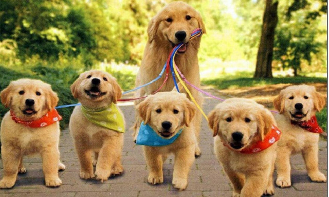 Τα πρώτα «κουτάβια του σωλήνα» είναι γεγόνος