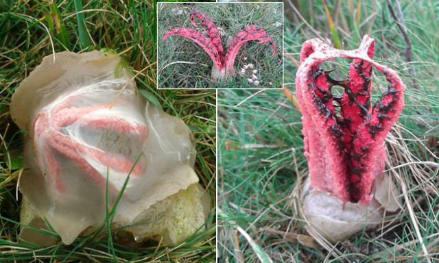 «Το Δάχτυλο του Διαβόλου»: Το «εξωγήινο» φυτό που προκαλεί τρόμο (video)