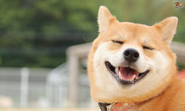 Τα σκυλιά ανταποκρίνονται αμέσως στα συναισθήματα των άλλων σκυλιών