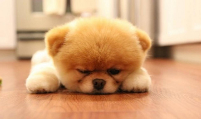 Το βίντεο που κάνει θραύση - Πώς αντιδρά σκύλος όταν ακούει μουσική