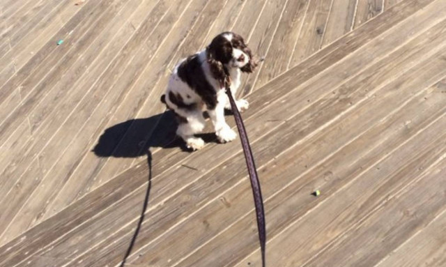 Δείτε γιατί μας κοιτούν τα σκυλιά όταν κάνουν την ανάγκη τους