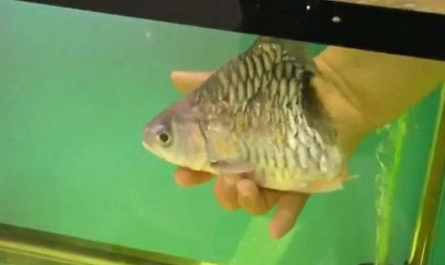Το… μισό ψάρι που έζησε για 6 μήνες! (video+photos)