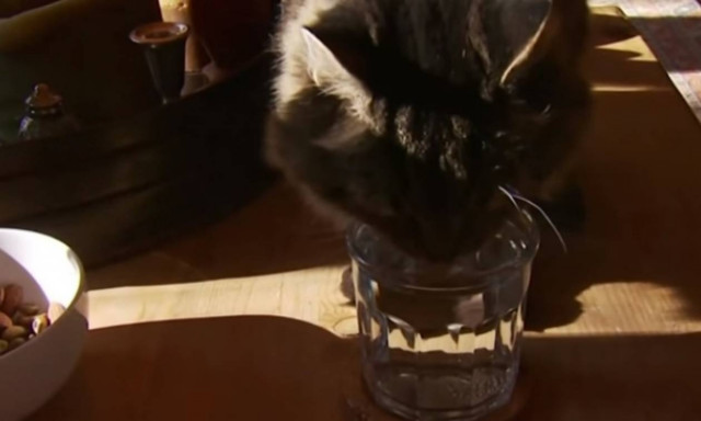 Για ποιο λόγο αυτός ο γάτος μπήκε στο βιβλίο των ρεκόρ Γκίνες (video)