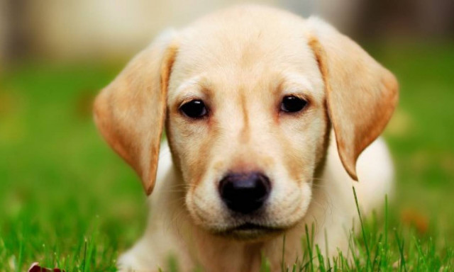 Το βίντεο που κάνει θραύση - Πώς αντιδρά σκύλος όταν ακούει μουσική