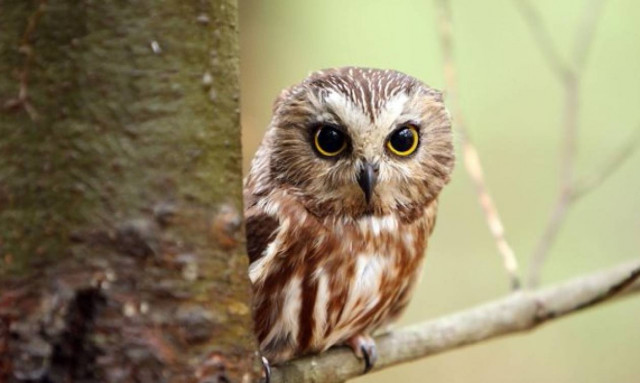 Οι κουκουβάγιες κινδυνεύουν από τα …τζάκια!