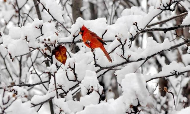Κακοκαιρία: Με χιόνια και παγετό η Πρωτοχρονιά του 2016!
