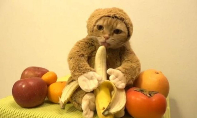 Το βίντεο με τη μασκαρεμένη γάτα που κατακτά το Διαδίκτυο (Vid)