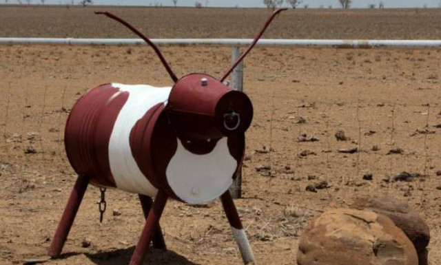 Τέξας: Οι χιονοθύελλες εξαφάνισαν τις… αγελάδες!