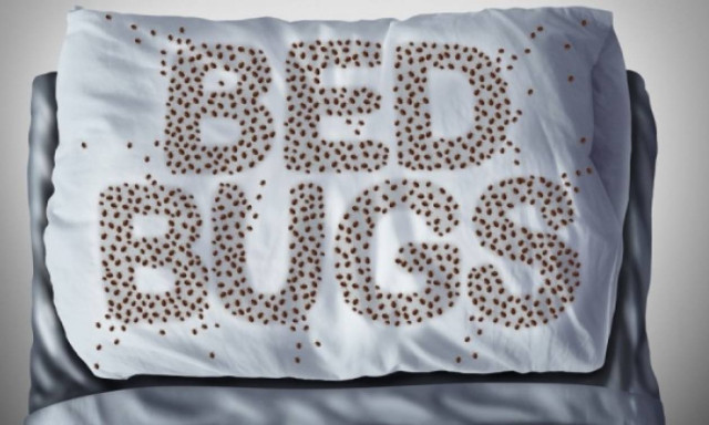 Πώς θα αναγνωρίσετε τους κοριούς (εικόνες - βίντεο)