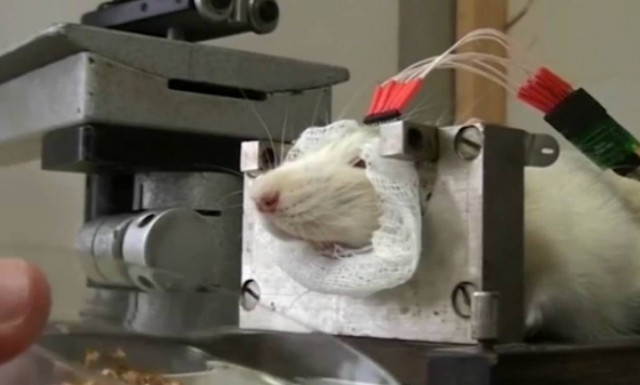 Ο Πούτιν εξαπολύει αρουραίους… cyborg στη μάχη κατά των τζιχαντιστών! (video)