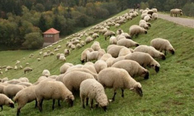 Έτοιμοι να ξεκινήσουν νέο γύρο κινητοποιήσεων οι κτηνοτρόφοι