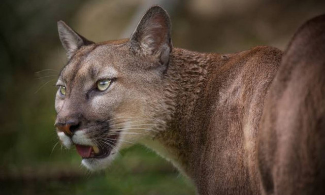 Απίστευτο και τρομακτικό: Κούγκαρ με δόντια και πάνω στο… μέτωπο! (photo)