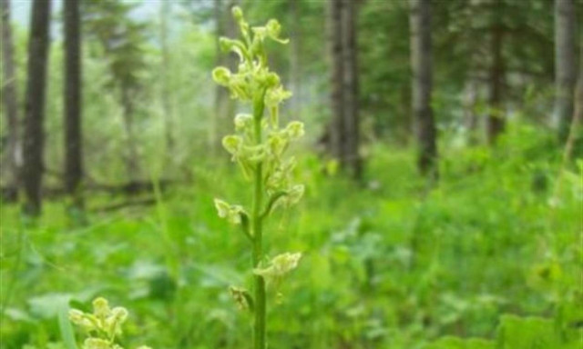 Δείτε το πονήρο φυτό που παράγει ανθρώπινες οσμές
