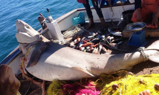 Καρχαρία 2,5 μέτρων έπιασε ένας ψαράς στον Πόρο!