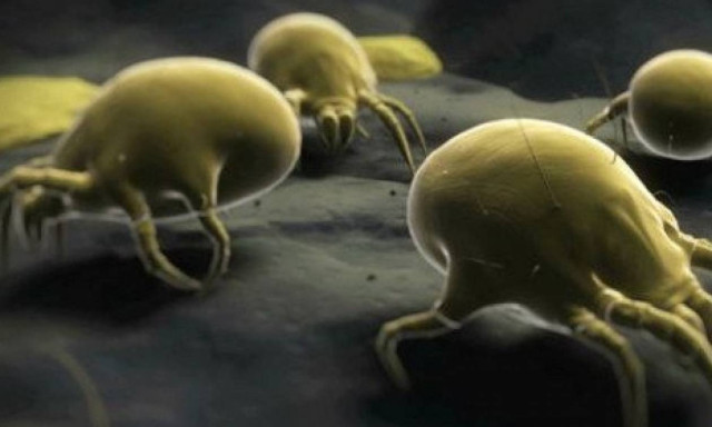Το στρώμα σας είναι γεμάτο με ακάρεα; Εξαφανίστε τα με αυτό το κόλπο