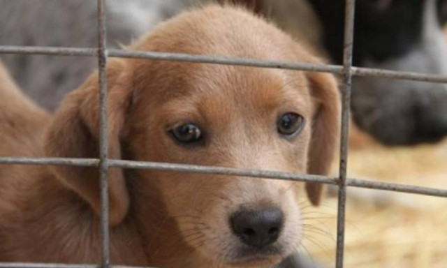 Στα πιο σοβαρά κακουργήματα κατατάσσει το FBI την κακοποίηση ζώων