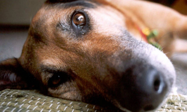 Δεκάδες σκυλιά στο έλεος φιλοζωικών ομάδων