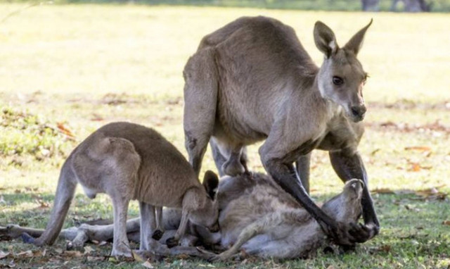 Έγκλημα στη Φύση: Τη σκότωσε το καγκουρό προσπαθώντας να τη βιάσει! (video+photos)