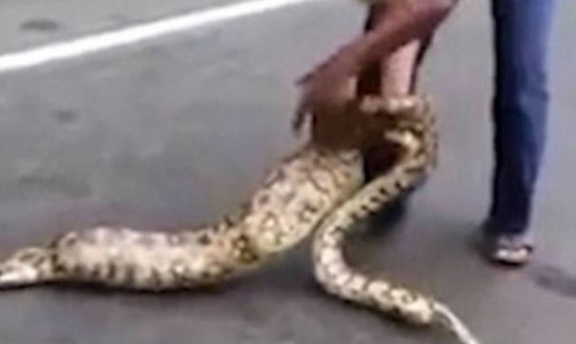 Δείτε έναν Ινδό να παίρνει πίσω τα κατσικάκια του από έναν… βόα! (video)