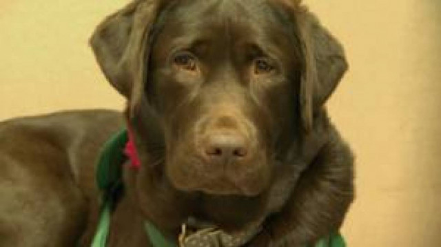 Ο σκύλος που θεραπεύει τον ανθρώπινο πόνο