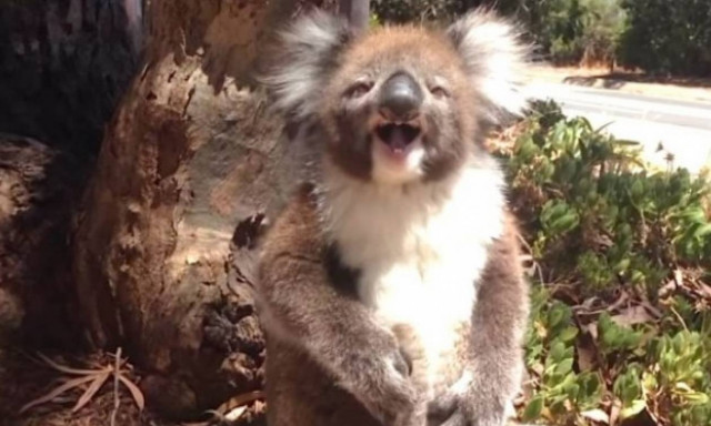 Τρομερό βίντεο: Κοάλα θύμα... bullying πέφτει από δέντρο και βάζει τα κλάματα!