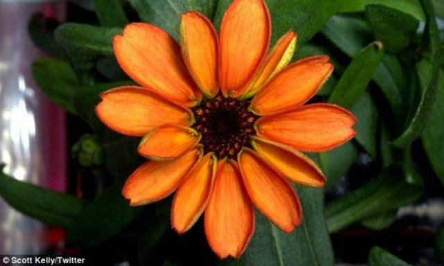 Εντυπωσιακό! Δείτε το πρώτο λουλούδι που άνθησε στο διάστημα! (photos)