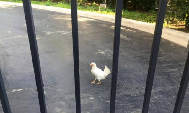 Ο Τσίπρας, η κότα και το κοντοσούβλι